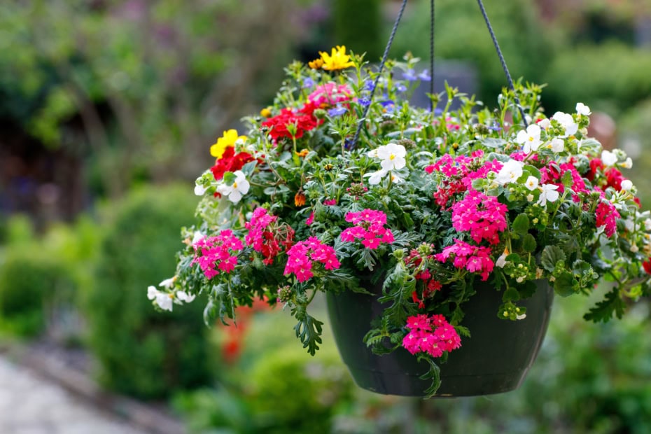 Basket of Petunia flowers hanging on tree