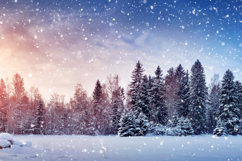 Tree In Winter Landscape